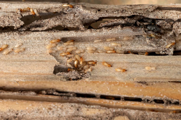 Best Insect Control  in Ballinger, TX
