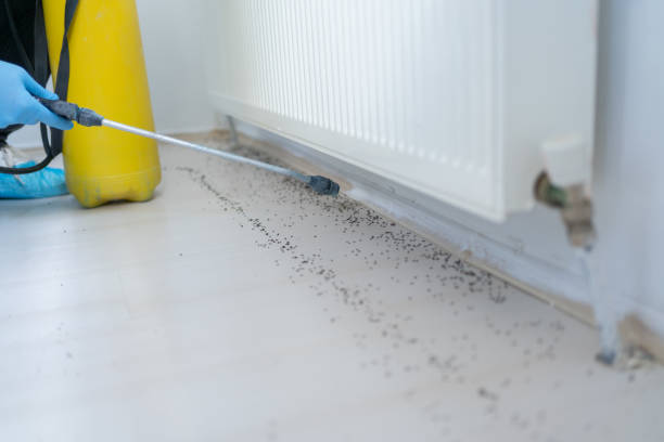Best Ant Control Services  in Ballinger, TX
